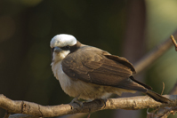 Eurocephalus anguitimens